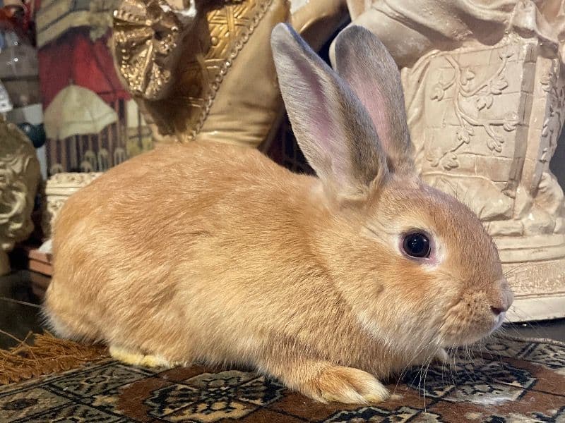 Sugar primary photo