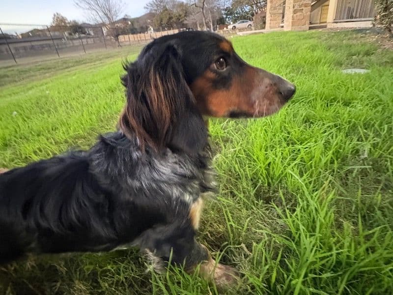Charlie primary photo