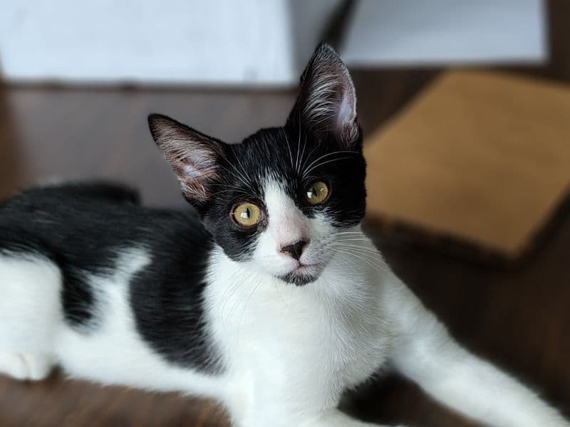 Mimi primary photo