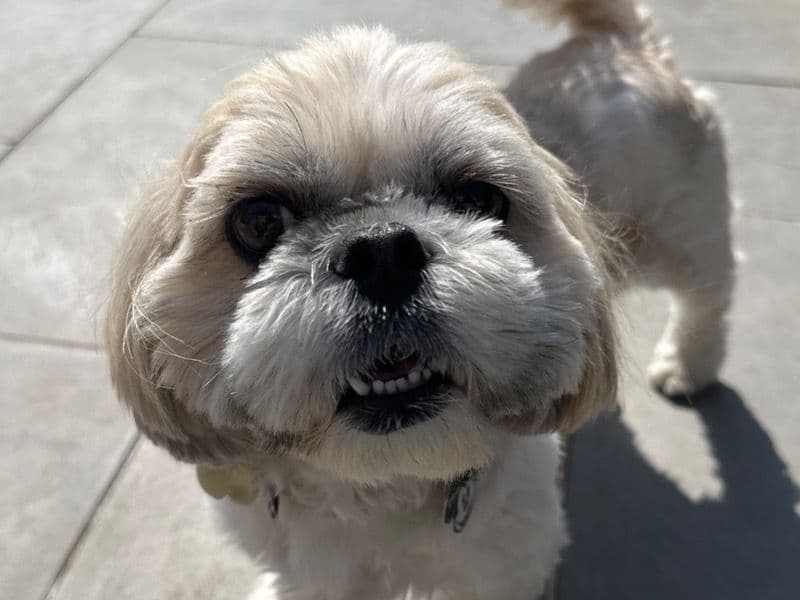 Roxy primary photo