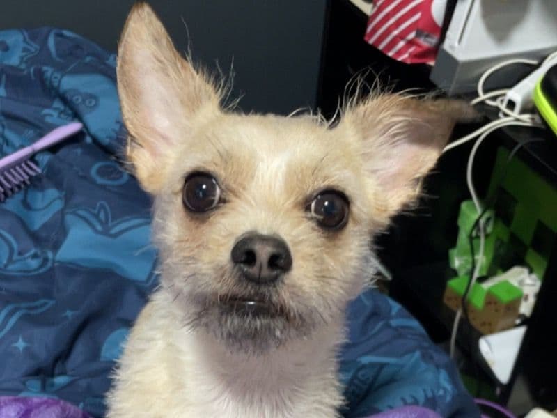 Loki primary photo
