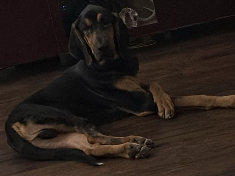 Bruno primary photo
