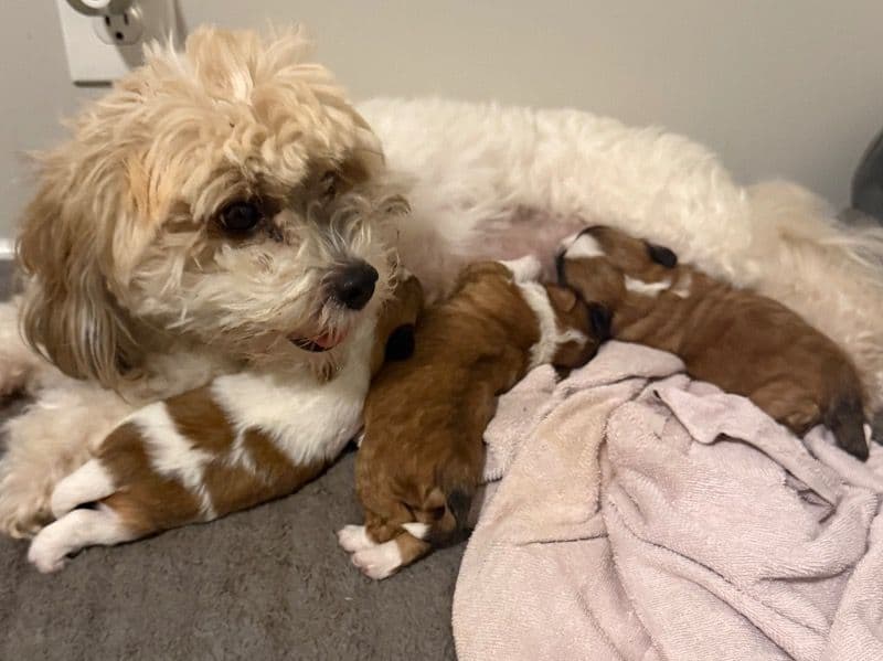 Shitzu Mixed With Maltese Puppies primary photo