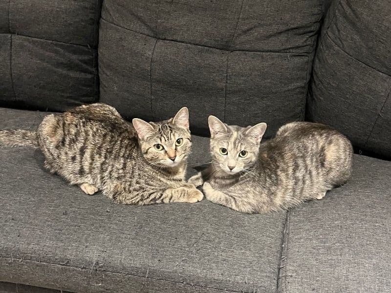 Pickles primary photo
