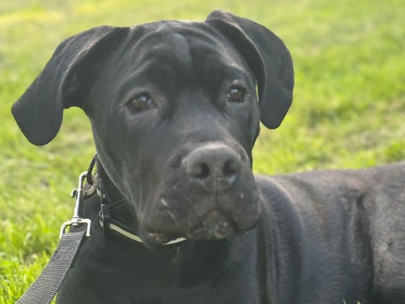 Roko primary photo
