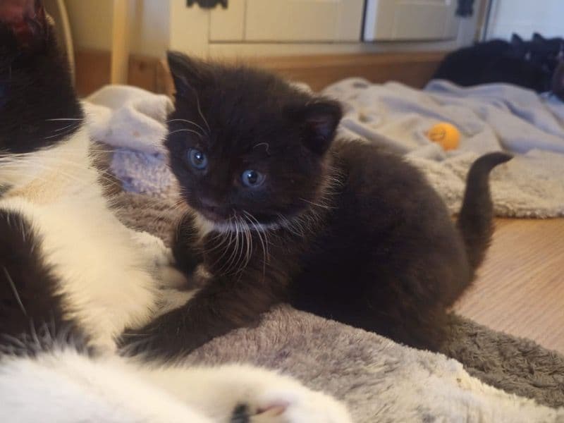 Kitten primary photo