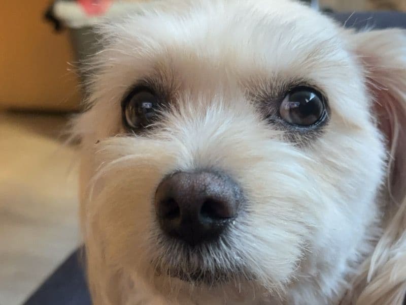 Bella primary photo