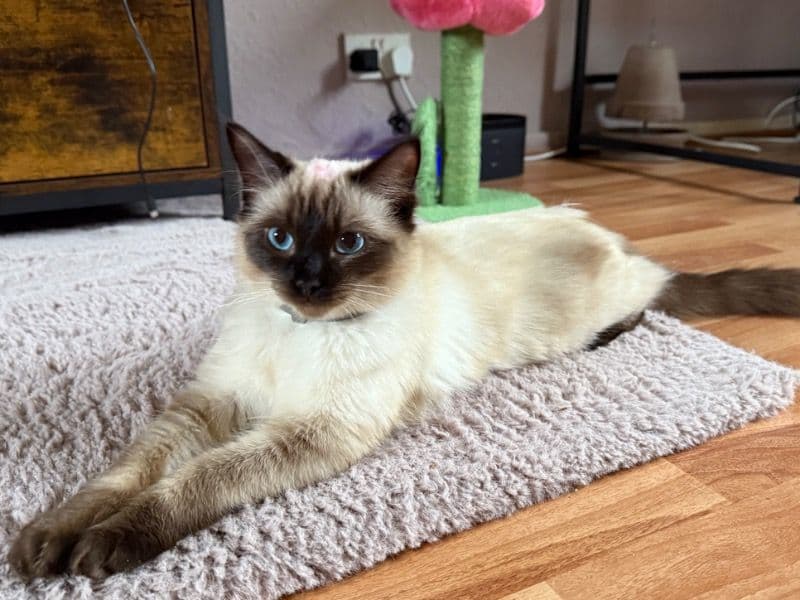 Mocha primary photo