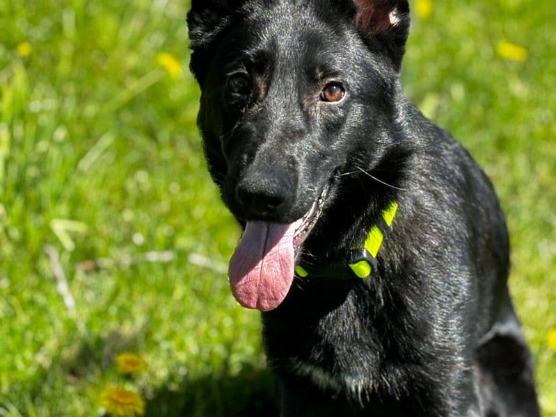 Mika primary photo
