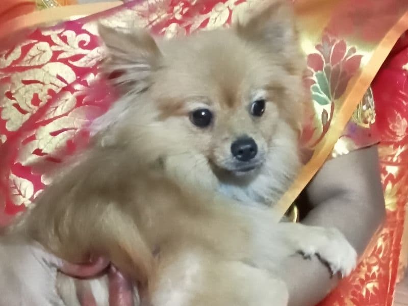 Teddy primary photo