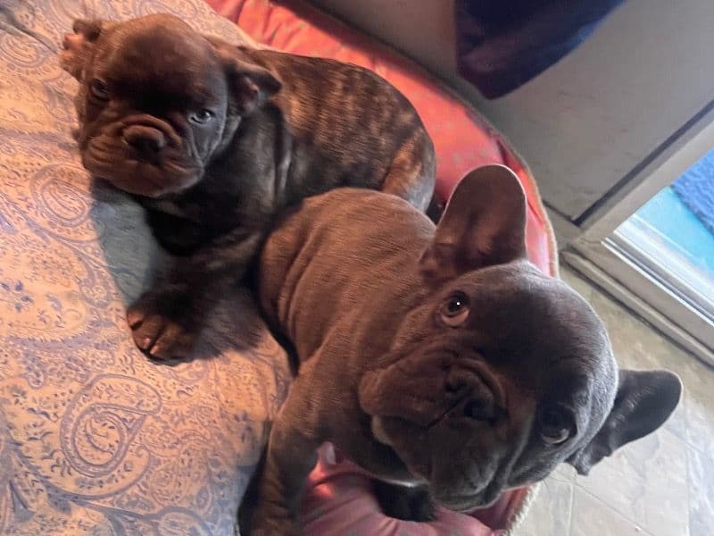 Gucci & Eeyore primary photo