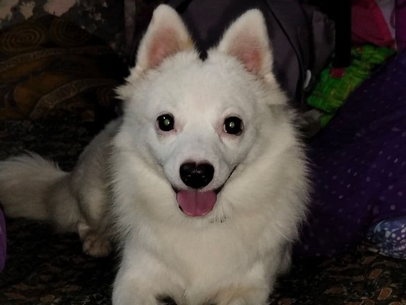 Kuku primary photo