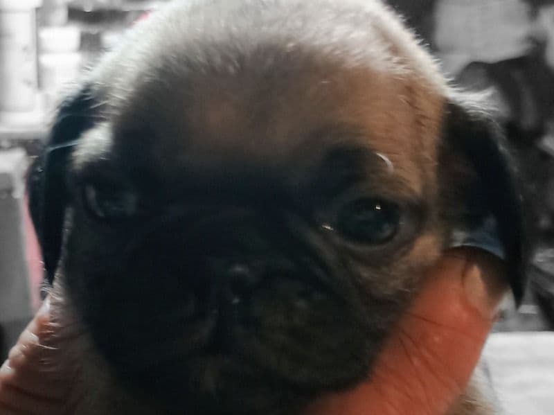 Puppy A primary photo