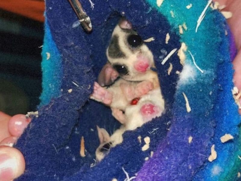 Gizmo, Lenny, And Daffy primary photo