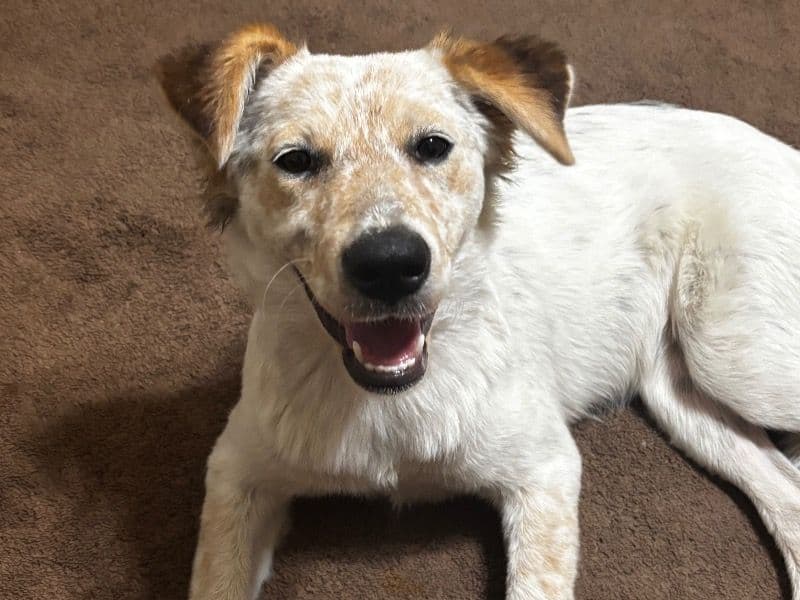 Nala primary photo