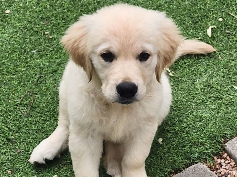 Luna primary photo