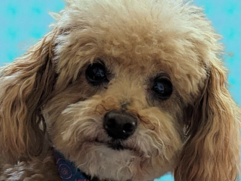Cheeto primary photo