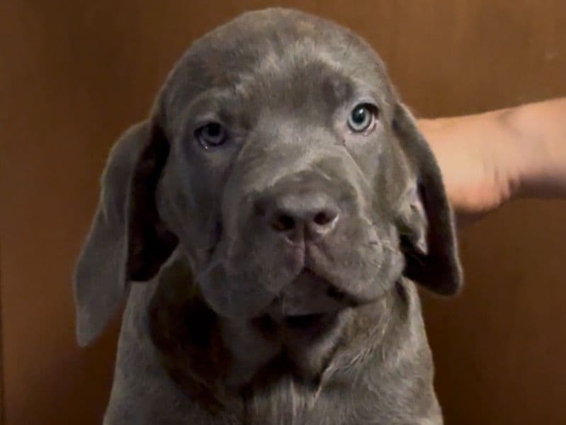 Brindle B primary photo