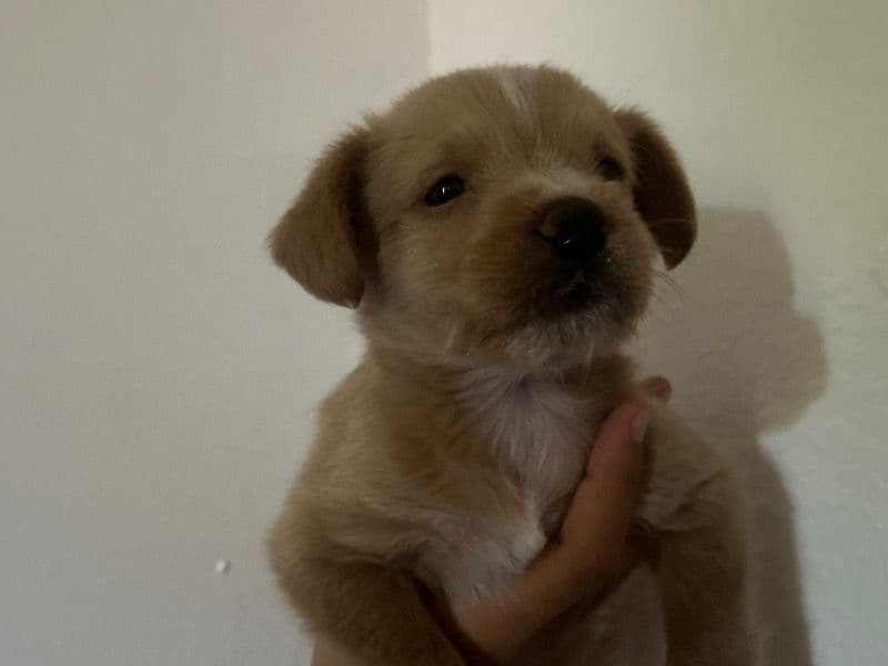 barley primary photo