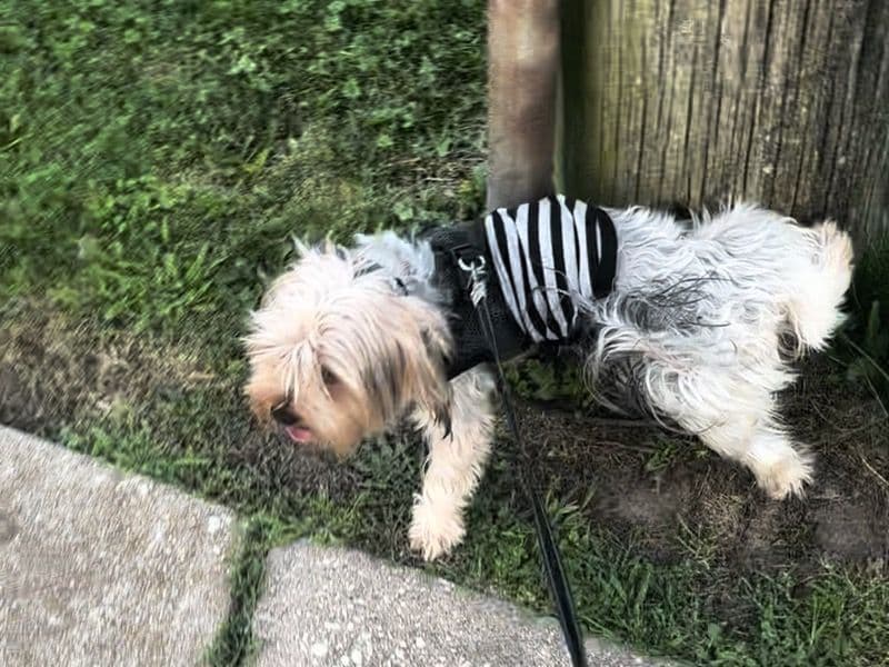 Rufus primary photo