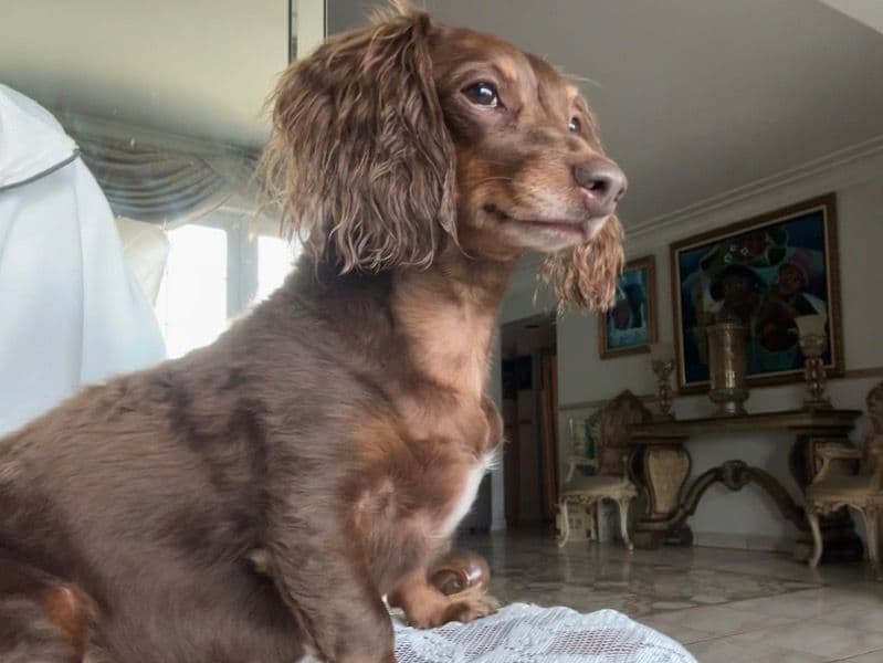 Coco primary photo