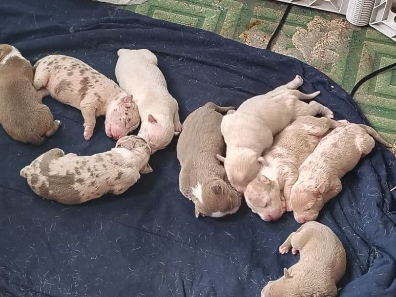 8 Pitt Puppies primary photo
