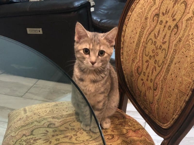 Suki primary photo
