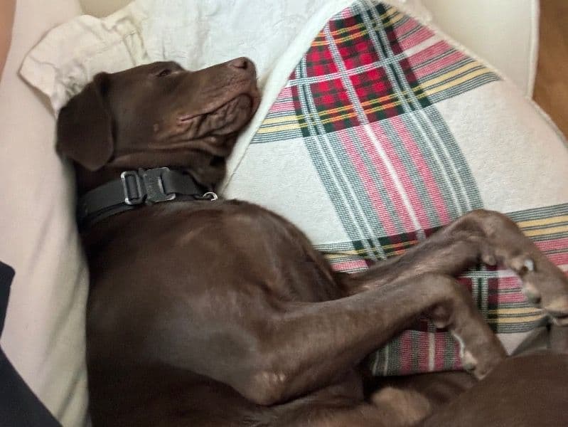 Toby primary photo
