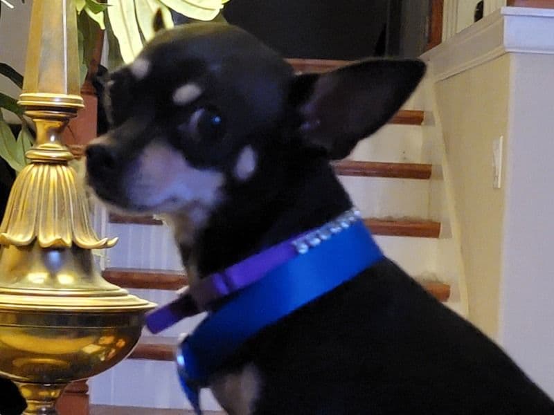 Mia primary photo