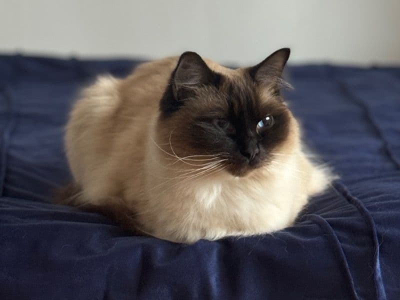 Cookie primary photo