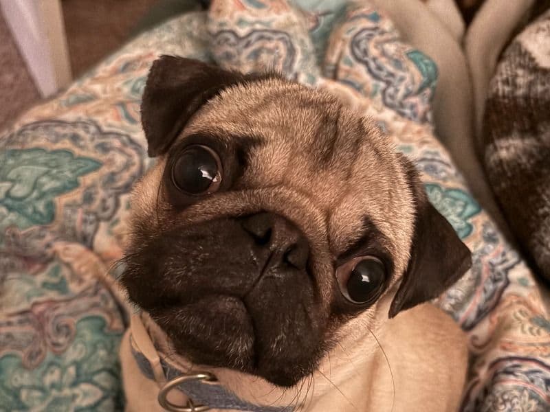 Otis primary photo