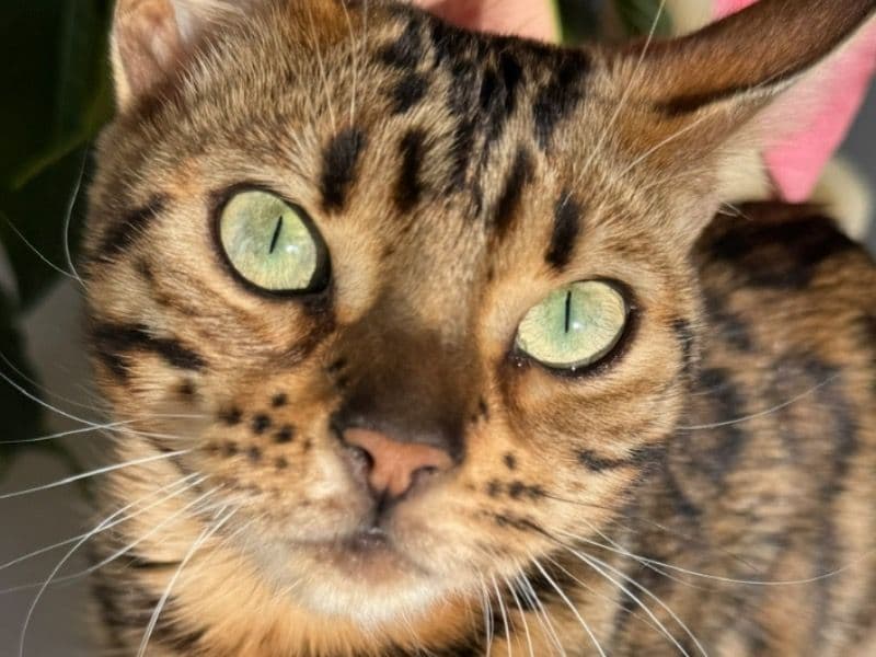 Cleopatra primary photo