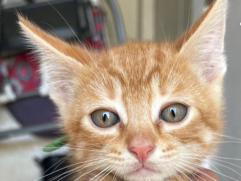Timmy primary photo