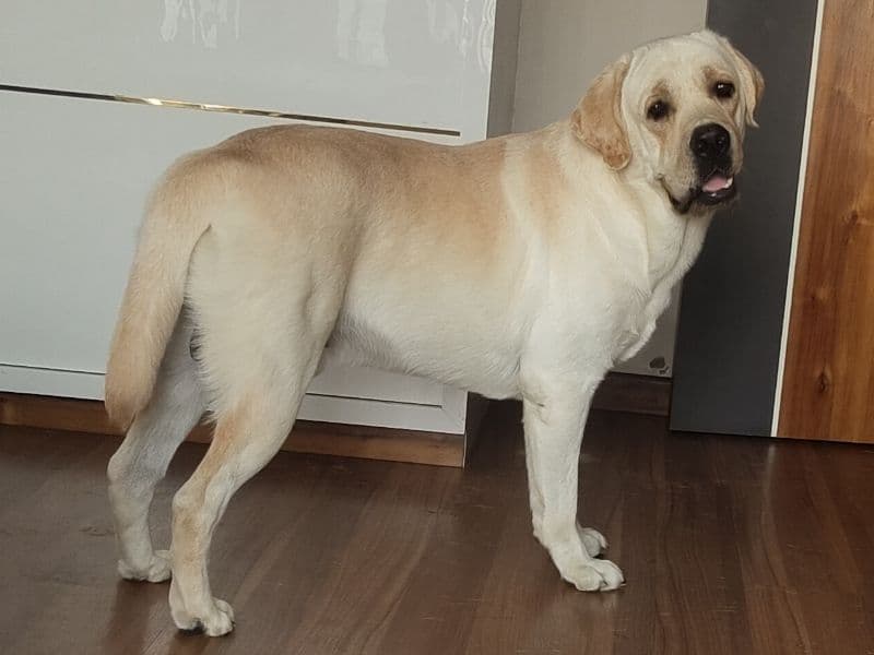 Leo primary photo
