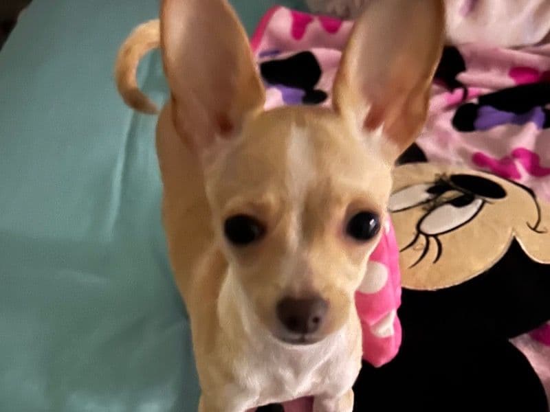 Bambi primary photo