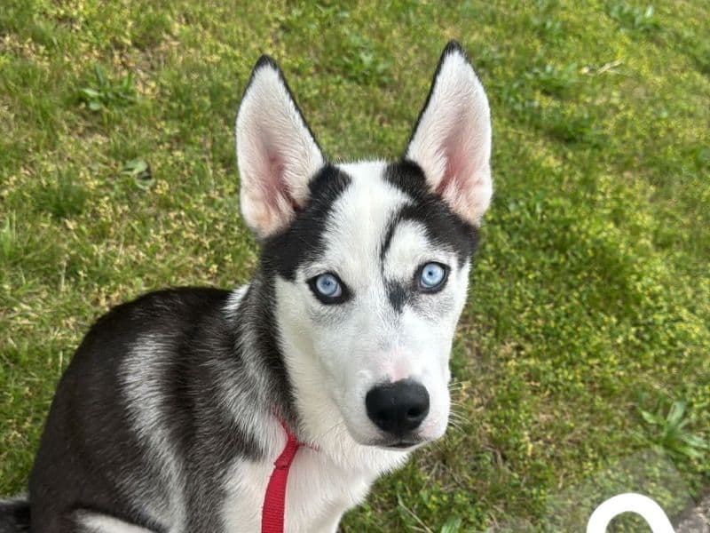 Jango primary photo