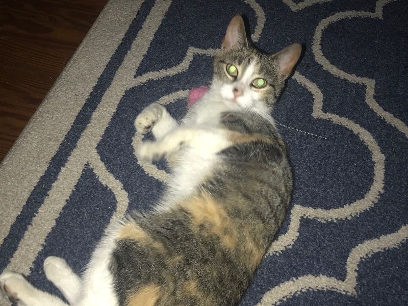 Nala primary photo