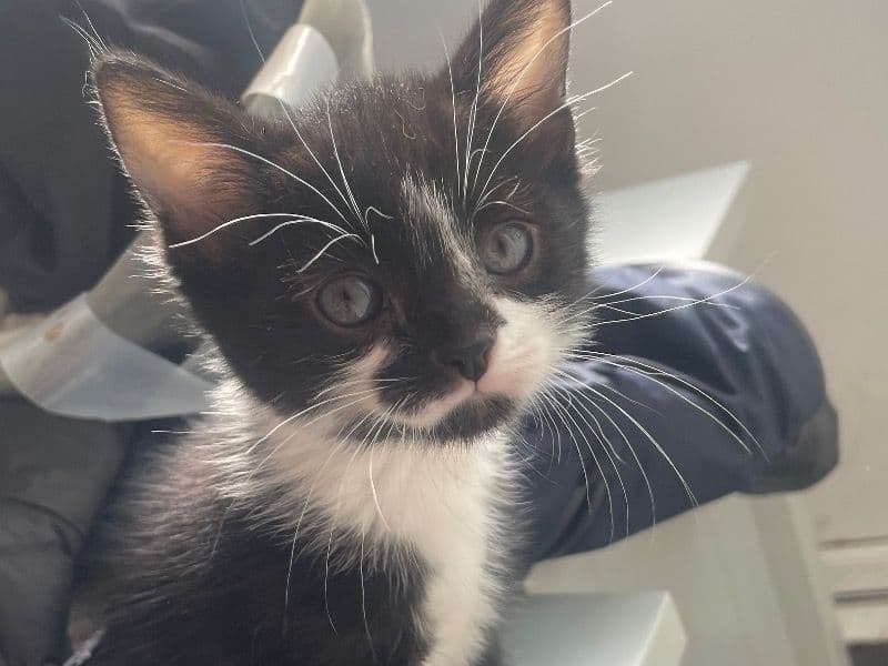 Kittie primary photo