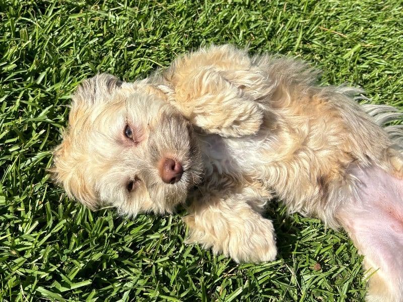 Suki primary photo