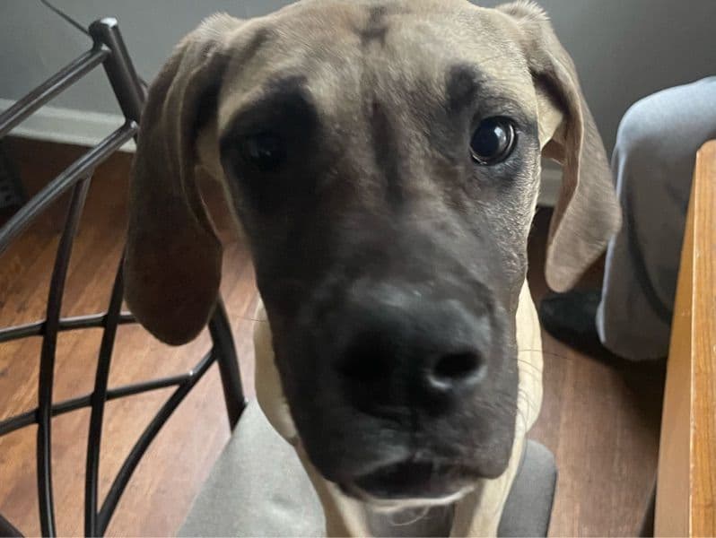 Harley primary photo