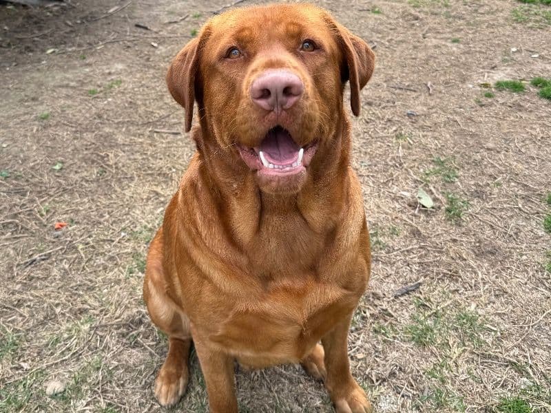 Leo primary photo