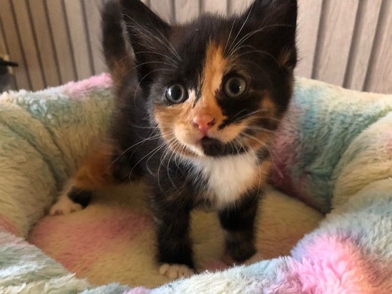 Kitten primary photo