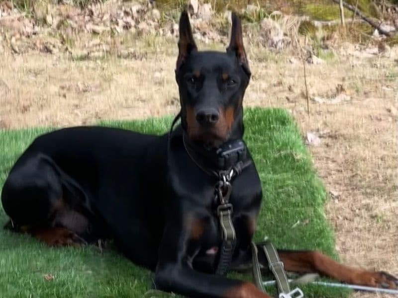 Crixus primary photo