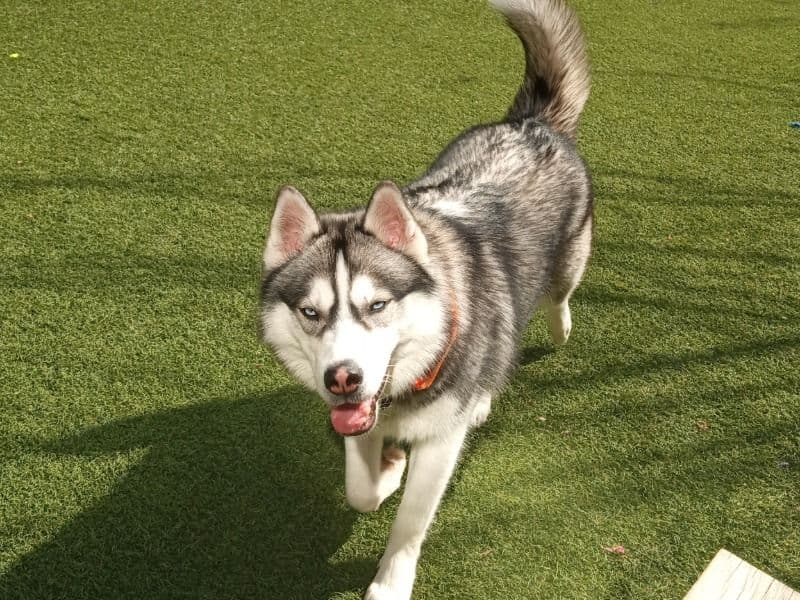 Meshka primary photo