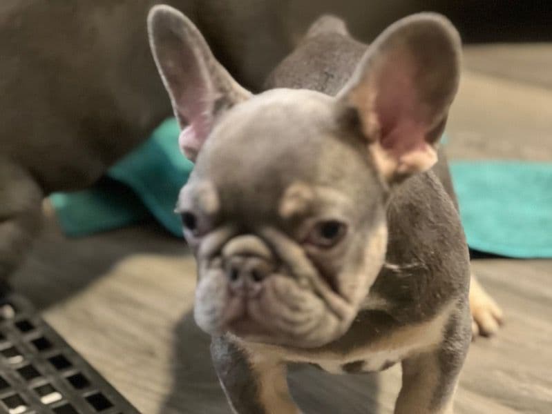 We Call Him Alian But You Get To Pick His Forever Name! primary photo