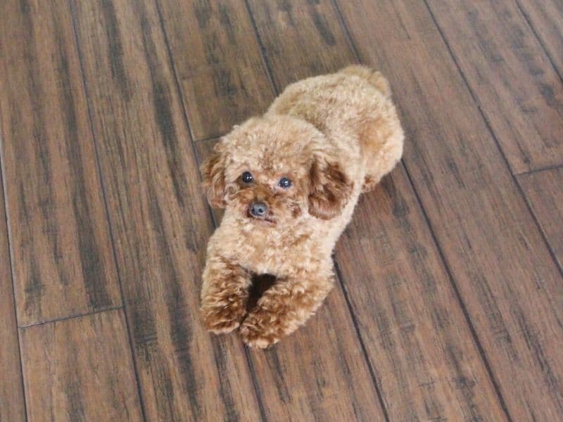 Chucie primary photo