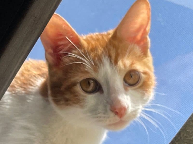 Simba primary photo
