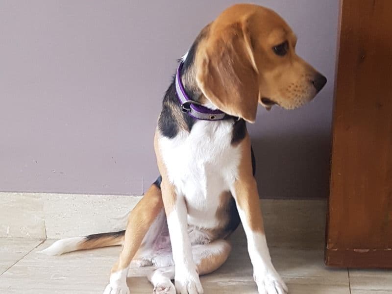 Fifi primary photo