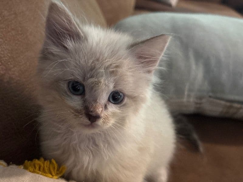 Tiko primary photo