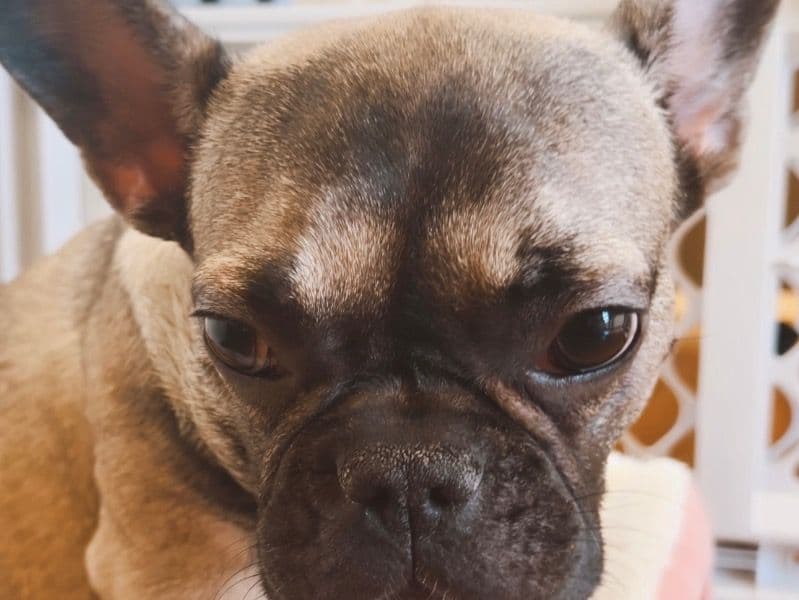Mocha primary photo